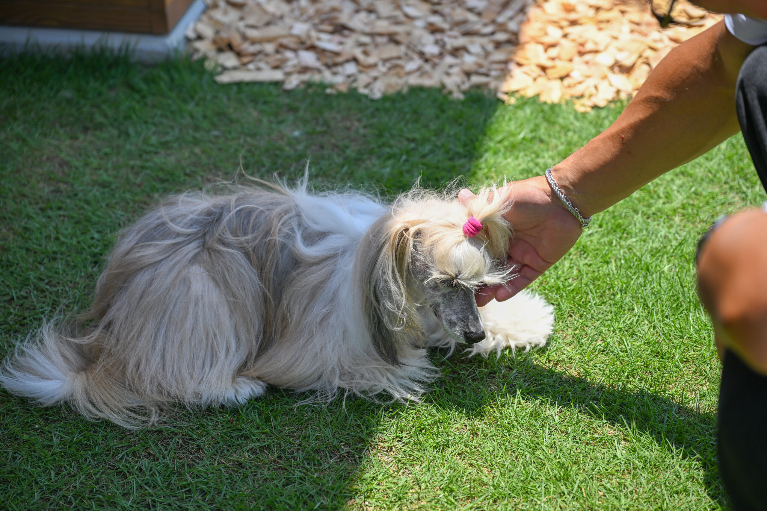 愛知県愛知郡東郷町　平屋新築の外構工事　エクステリア　施工事例　ドッグラン　お庭　安水建設　ウッドチップ　天然芝　おしゃれ　ペットのための外構　パートナーホーム|パートナーホーム