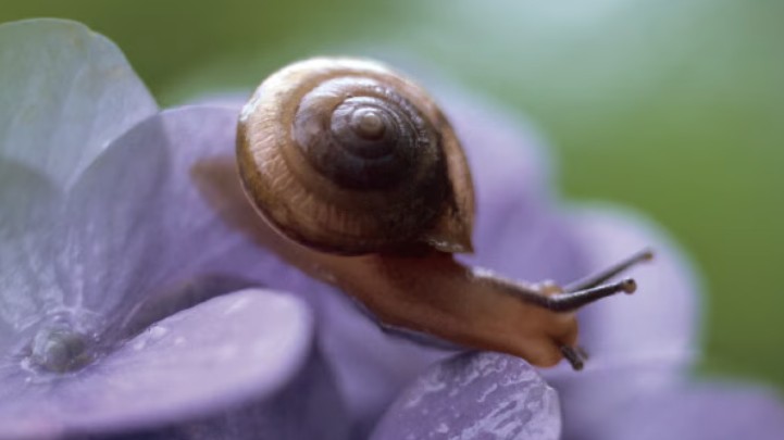 LIXIL　モダン　おしゃれ　エクステリア　愛知・名古屋の外構専門店パートナーホームのエクステリア　製品一覧　エクステリアタイル 外装壁タイル　カタツムリの殻をヒントに生まれた防汚テクノロジー 空気中の水分子を吸着することで、常にタイル表面に水膜が形成されたような状態となり親水性能を発揮します。水膜による親水性能で汚れをつきにくくし、雨水によって汚れを流れ落ちやすくすることで、汚れにくさを保ちます。|パートナーホーム